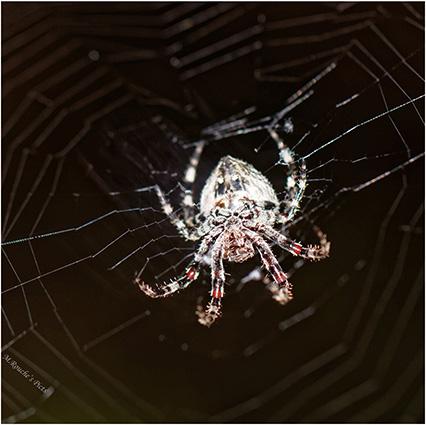 Araneus angulatus